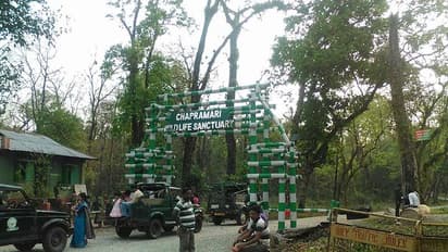 শীতের মরশুমে ডুয়ার্সে নয়া চমক, বেঙ্গল সাফারি পার্কে তিন রয়্যাল বেঙ্গল শাবক