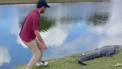 ഗോൾഫ് കളിക്കിടെ ബോൾ വീണത് കൂറ്റൻ ചീങ്കണ്ണിയുടെ വാലില്‍; പിന്നീട് സംഭവിച്ചത്...