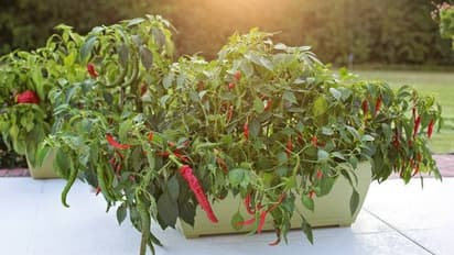 മഞ്ഞുകാലത്ത് മുളകുചെടികള്‍ക്കും വേണം പരിചരണം