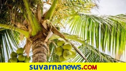 ಪತ್ನಿಯರಿಗಾಗಿ ತೆಂಗಿನ ಮರವೇರಿ 8 ಗಂಟೆ ಪ್ರತಿಭಟನೆ ನಡೆಸಿದ ಭೂಪ..!