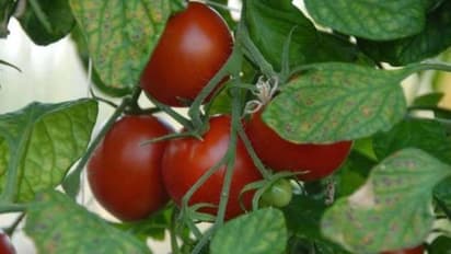 മഞ്ഞുകാലത്ത് വളര്ത്താന് പറ്റിയ ചിലയിനം തക്കാളികള്