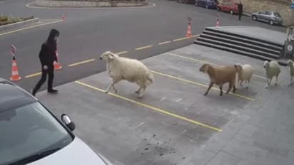 നഗരം 'വിറപ്പിച്ച്' ആട്ടിന്കൂട്ടം; വൈറലായ വീഡിയോ...