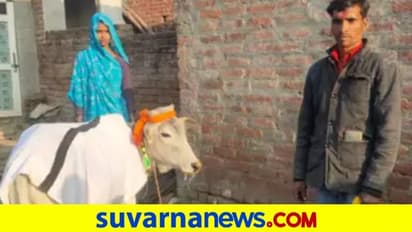 15 ವರ್ಷವಾದ್ರೂ ಸಂತಾನ ಭಾಗ್ಯವಿಲ್ಲ: ಕರುವನ್ನು ಮಗನಾಗಿ ದತ್ತು ಸ್ವೀಕರಿಸಿದ ರೈತ ದಂಪತಿ