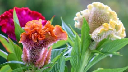 ഡിസംബറിന്റെ കുളിരിലും ഈ ചെടികളില്‍ പൂക്കള്‍ വിടരും; കുറഞ്ഞ പരിചരണം മതി