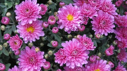  వాస్తుప్రకారం.. ఈ పూలు ఒత్తిడిని తగ్గిస్తాయి..!