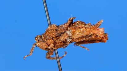 'ശിവാസ് പിഗ്മി തൃശൂല'; പേടിക്കേണ്ട ആളൊരു പുല്‍ച്ചാടിയാണ്