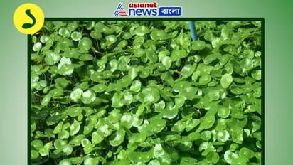 অবিশ্বাস্য, ব্রাহ্মী শাকের ৮ অসাধারণ উপকারিতা যা জানলে অবাক হবেন