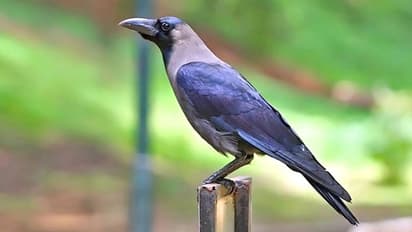 Dhanam: இந்த 5 பொருட்களை மறந்தும் கூட தானம் செய்யக் கூடாது..மீறினால் தீராத வறுமை, தரித்திரம் வந்து சேருமாம்..!