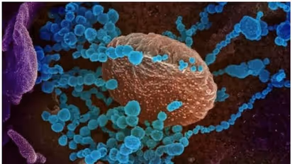 കൊറോണ വൈറസിന് ജനിതക മാറ്റം; 70 ശതമാനം വ്യാപന ശേഷികൂടുതലെന്ന് കണ്ടെത്തൽ