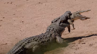 12 सौ किलो वजनी भाई को लगी भूख तो छोटे को बना लिया निवाला, कैमरे में कैद हुई आदमखोर की ऐसी तस्वीर