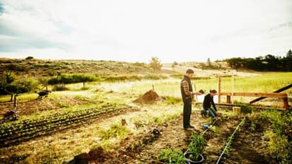 തോട്ടത്തിലെ കളകള് പറിച്ച് നശിപ്പിക്കണ്ട; പോഷകമൂല്യമുള്ള വളമുണ്ടാക്കി ചെടികള്ക്ക് നല്കാം