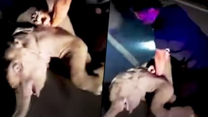 Baby elephant hit by motorcycle survives after receiving CPR