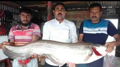 পদ্মা ও যমুনার মোহনায় ভাগ্য ফিরল, মৎসজীবীর জালে পড়ল ২৫ কিলোর বোয়াল মাছ