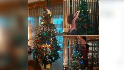 Chrismas Tree : നാടെങ്ങും ക്രിസ്മസ് ട്രീകൾ; ചരിത്രം പിറക്കുന്ന വഴികൾ