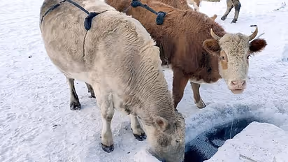 दुनिया के सबसे ठंडे गांव में थन में ही जम जा रहा गाय का दूध, बचाने के लिए ग्वाले पहना रहे हैं ऊन की ब्रा
