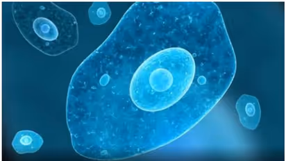 തലച്ചോറ് ഭക്ഷിക്കുന്ന അമീബയുടെ സാന്നിദ്ധ്യം; ആശങ്കയിൽ അമേരിക്ക