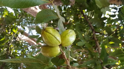 ഹിക്കറി മരത്തിലെ കായകള്‍; സ്വാദിഷ്ഠമായ പരിപ്പ് വിളവെടുക്കാം