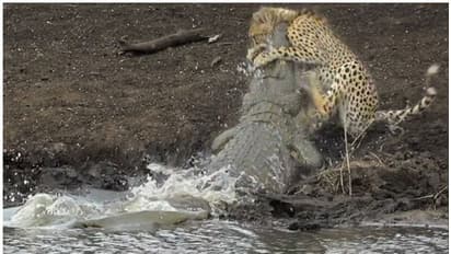 വെള്ളം കുടിക്കുന്നതിനിടെ ചീറ്റപ്പുലിയുടെ കഴുത്തില് പിടുത്തമിട്ട് മുതല; പിന്നീട് സംഭവിച്ചത്