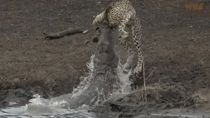 ഇത് കാട്ടിലെ നിയമം; അപ്രതീക്ഷിത ആക്രമണത്തിന്റെ വീഡിയോ