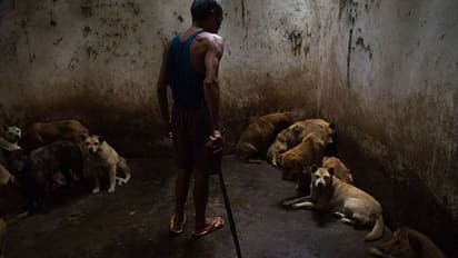 फोटोग्राफर ने दिखाया बेजुबान जानवरों का दर्द, कहीं मांस तो कहीं मौज-मस्ती में मौत तक करते हैं पिटाई