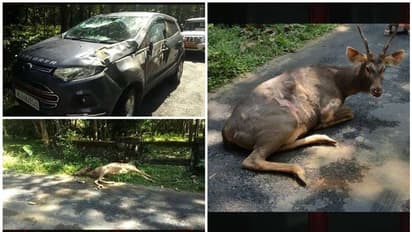 കാറിടിച്ച് മ്ലാവ് ചത്തു; വനംവകുപ്പ് അധികൃതര് ഭീഷണിപ്പെടുത്തിയെന്ന് പരാതി