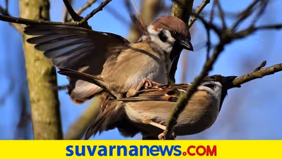 #Feelfree: ಆಪರೇಶನ್ ಮಾಡಿಸಿಕೊಂಡ್ರೆ ಸೆಕ್ಸ್ ಮೇಲೆ ಆಸಕ್ತಿ ಕಡಿಮೆಯಾಗುತ್ತಾ?