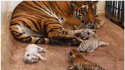 ഒറ്റ പ്രസവത്തില് സമൃദ്ധിയ്ക്ക് പിറന്നത് അഞ്ച് കുഞ്ഞുങ്ങൾ; ചിത്രങ്ങൾ കാണാം