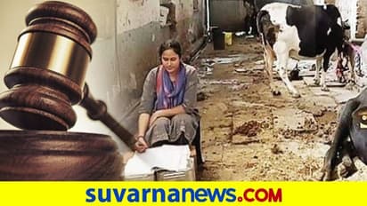 'ನನ್ನ ಚಪ್ಪಲಿಗಳಲ್ಲಿ ಸೆಗಣಿ ಗುರುತಿದೆ': ರಾಜಸ್ಥಾನದ ಹೈನುಗಾರನ ಮಗಳೀಗ ಜಡ್ಜ್