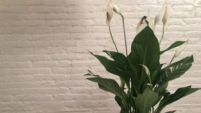 പൂച്ചകള്ക്ക് പ്രശ്നമുണ്ടാക്കുന്ന പീസ് ലില്ലി; ചെടി വളര്ത്തുമ്പോള് ശ്രദ്ധിക്കാന് ചില കാര്യങ്ങള്