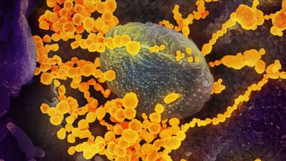 ಪಶ್ಚಿಮ ಬಂಗಾಳದಲ್ಲಿ ಕೊರೊನಾ ವೈರಸ್ ಹೊಸ ತಳಿ ಪತ್ತೆ; ಇದು ಅತ್ಯಂತ ಅಪಾಯ!