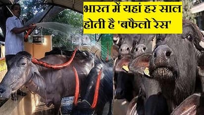 देखिए ये है भैसों का ब्यूटी पार्लर, जहां दिया जाता है स्टाइलिश लुक..पशुपालक को लेनी पड़ती है अपॉइंटमेंट..