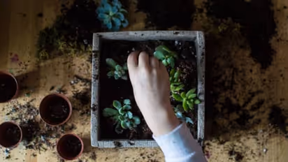 ചെടികള്ക്ക് ഉപകാരിയായി ഹൈഡ്രജന് പെറോക്സൈഡ് ലായനി ; വിത്ത് മുളപ്പിക്കാനും ഫലപ്രദം