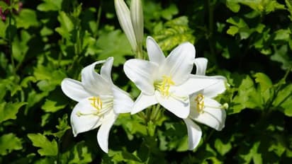 തൂവെള്ളപ്പൂക്കളുമായി മഡോണ ലില്ലി; ഹൃദ്യമായ സുഗന്ധം തരുന്ന പൂച്ചെടി