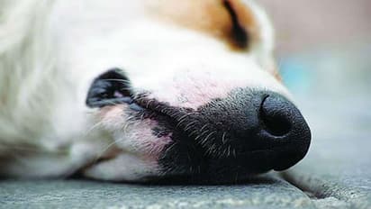 ಮನೆಯಿಂದ ಹೊರ ಹೋಗುವಾಗ ಬೆಕ್ಕು ಅಡ್ಡ ಬಂದರೆ ಅಪ ಶಕುನವೇ?