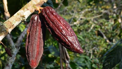 ദൈവങ്ങള്‍ കണ്ടെത്തിയ കൊക്കോപ്പഴം; കര്‍ഷകര്‍ക്ക് കണ്ടെത്താം ഉയര്‍ന്ന വരുമാനം