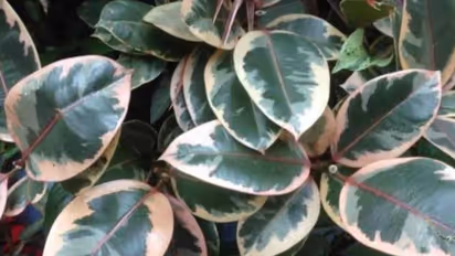 പല നിറങ്ങളോടുകൂടിയ ഇലകളുള്ള റബ്ബര്‍ച്ചെടി; വീട്ടിനുള്ളിലും പുറത്തും വളര്‍ത്താം