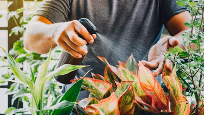 ചെടികളിലെ കീടങ്ങളെ തുരത്താന് സോപ്പ് സ്പ്രേ വീട്ടിലുണ്ടാക്കാം