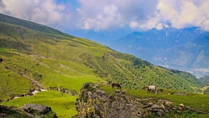 International Day of Forests: इन 6 कारणों से हमारे जीवन के लिए बहुत उपयोगी हैं वन