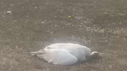 हिमाचल: पौंग डैम झील में मरे 746 प्रवासी पक्षी, जांच के आदेश