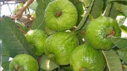 ಪೇರಳೆ ಒಳ್ಳೆಯದೇ, ಆದ್ರೆ ಅದರಲ್ಲಿರೋ ಎಲ್ಲ ಅಂಶಗಳಲ್ಲ