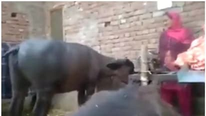 ഉടമയ്ക്കൊപ്പം നൃത്തം ചെയ്യുന്ന പോത്ത്; വൈറലായി വീഡിയോ