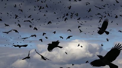 കൂട്ടമായി ചത്തുവീണ കാക്കകളില്‍ പക്ഷിപ്പനി; രാജസ്ഥാനില്‍ ജാഗ്രതാനിര്‍ദേശം