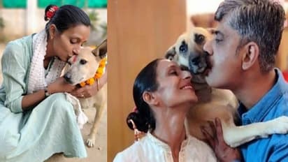 പരിക്കേറ്റതും അസുഖം ബാധിച്ചതും ഉപേക്ഷിക്കപ്പെട്ടതുമായ നായകൾക്ക് വേണ്ടി ജീവിക്കുന്ന ദമ്പതികൾ