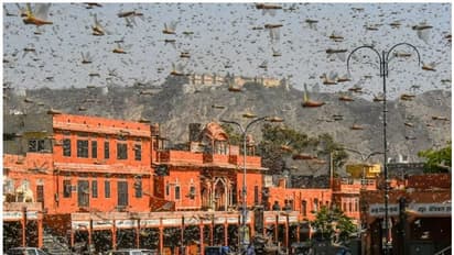 ചൈനയിൽ നിന്നുള്ള അജ്ഞാതവിത്തുകൾ, വെട്ടുക്കിളി ആക്രമണം; മഹാമാരി കൂടാതെ 2020 -ൽ നടന്ന ചില അപ്രതീക്ഷിത സംഭവങ്ങൾ