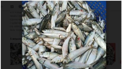 മീന് പ്രേമികള്ക്ക് സന്തോഷ വാര്ത്ത; കേരള തീരത്ത് മത്തി തിരിച്ചെത്തുന്നു