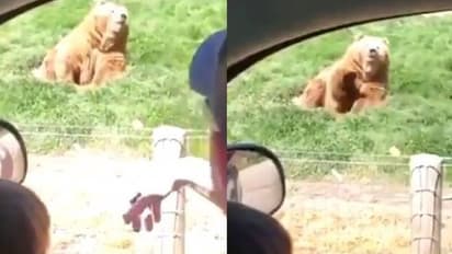 എന്തൊരു ടൈമിങ്; സോഷ്യല്‍ മീഡിയയിലെ താരമായി കരടി; വീഡിയോ കാണാം...