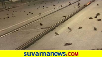 ಹೊಸ ವರ್ಷದ ಪಟಾಕಿ ಗದ್ದಲ: ಸತ್ತು ಬಿದ್ದವು ನೂರಾರು ಪಕ್ಷಿಗಳು