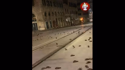 പടക്കം പൊട്ടിച്ച് പുതുവത്സരാഘോഷം; റോമില്‍ നൂറ് കണക്കിന് കിളികള്‍ ചത്തു വീണു