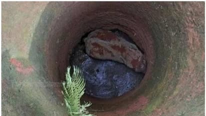 ആനക്കാംപൊയിലില് കിണറ്റില് നിന്ന് രക്ഷിച്ച ആന അവശനിലയില്