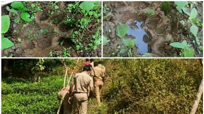 വാളാട് കറങ്ങിയടിച്ച് കടുവ; ക്യാമറയുമായി പിന്നാലെ വനംവകുപ്പും